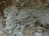 Rhymbocarpus neglectus image