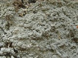 Rhymbocarpus neglectus image