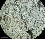 Rhymbocarpus neglectus image