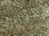 Physconia perisidiosa image