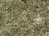 Physconia perisidiosa image