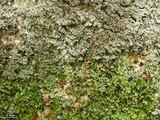 Physconia perisidiosa image