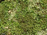 Physconia perisidiosa image