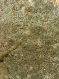 Physconia perisidiosa image