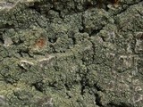 Trapeliopsis flexuosa image