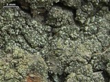 Trapeliopsis flexuosa image