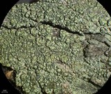 Trapeliopsis flexuosa image
