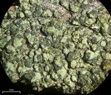 Trapeliopsis flexuosa image
