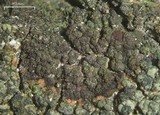 Lecidea holopolia image