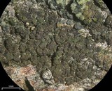 Lecidea holopolia image