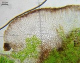 Lecidea holopolia image