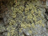 Hypocenomyce scalaris image