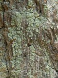 Image of Hypocenomyce sierrae