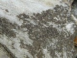 Lecanora saligna image