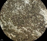 Lecanora saligna image