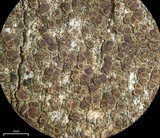 Lecanora saligna image