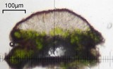 Lecanora saligna image