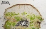 Lecanora saligna image
