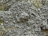 Physcia biziana image