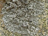 Physcia biziana image