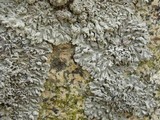 Physcia dimidiata image