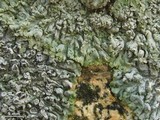 Physcia biziana image