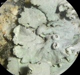 Physcia biziana image