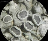 Physcia biziana image
