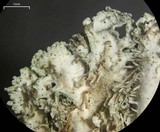 Physcia biziana image