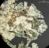 Physcia dimidiata image