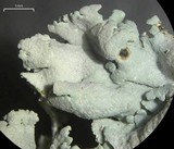 Physcia dimidiata image