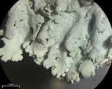 Physcia dimidiata image