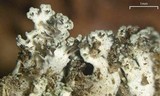 Physcia dimidiata image