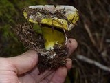 Hypomyces luteovirens image