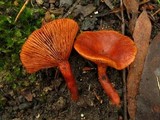 Lactarius eucalypti image