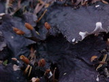 Peltigera neopolydactyla image