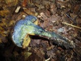Boletus pulverulentus image