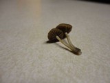 Arrhenia epichysium image