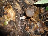 Boletus pulverulentus image