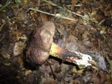 Boletus pulverulentus image