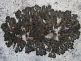 Collema fuscovirens image
