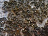 Collema fuscovirens image