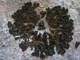 Collema fuscovirens image