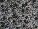 Lecidella elaeochroma f. elaeochroma image