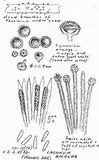 Capitotricha bicolor image