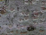 Pertusaria pustulata image