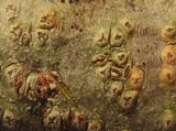 Pertusaria pustulata image