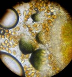 Eudarluca caricis image