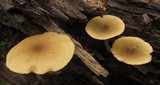 Simocybe centunculus var. centunculus image
