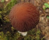 Psathyrella delineata image